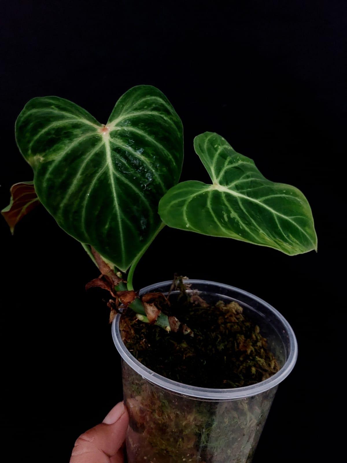 Philodendron Verrucosum Amazon Sunset