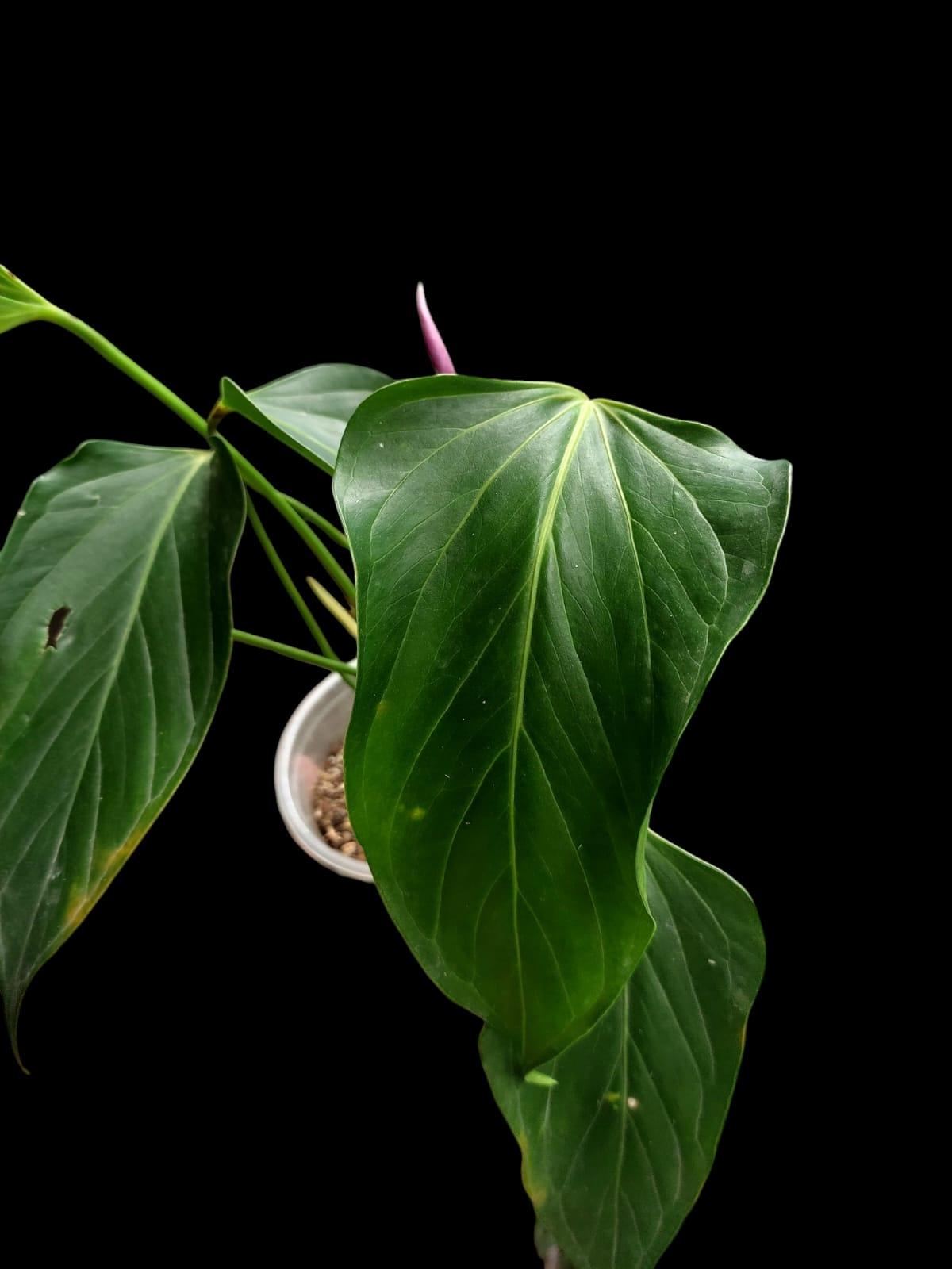 Anthurium sp. 'Deltoide' (EXACT PLANT)