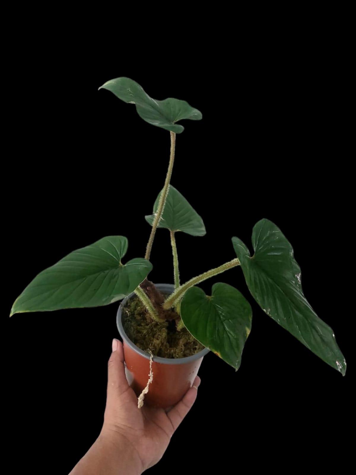 serpens philodendron Philodendron serpens *Preorder* (7928P:G)