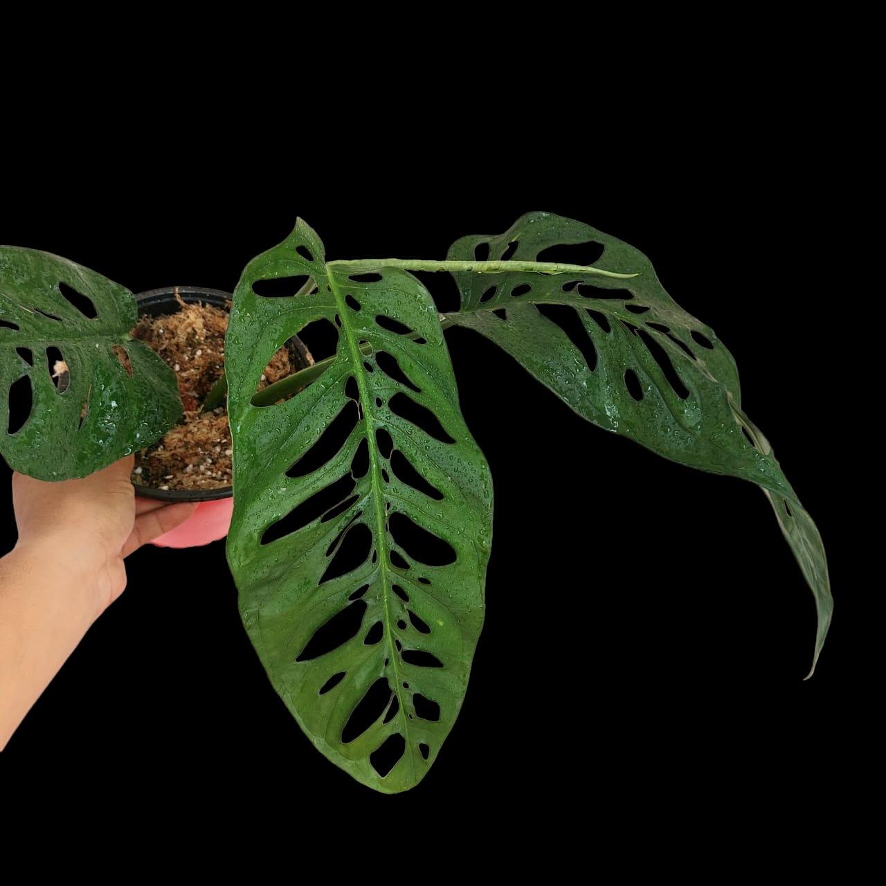 Monstera Esqueleto Peru form