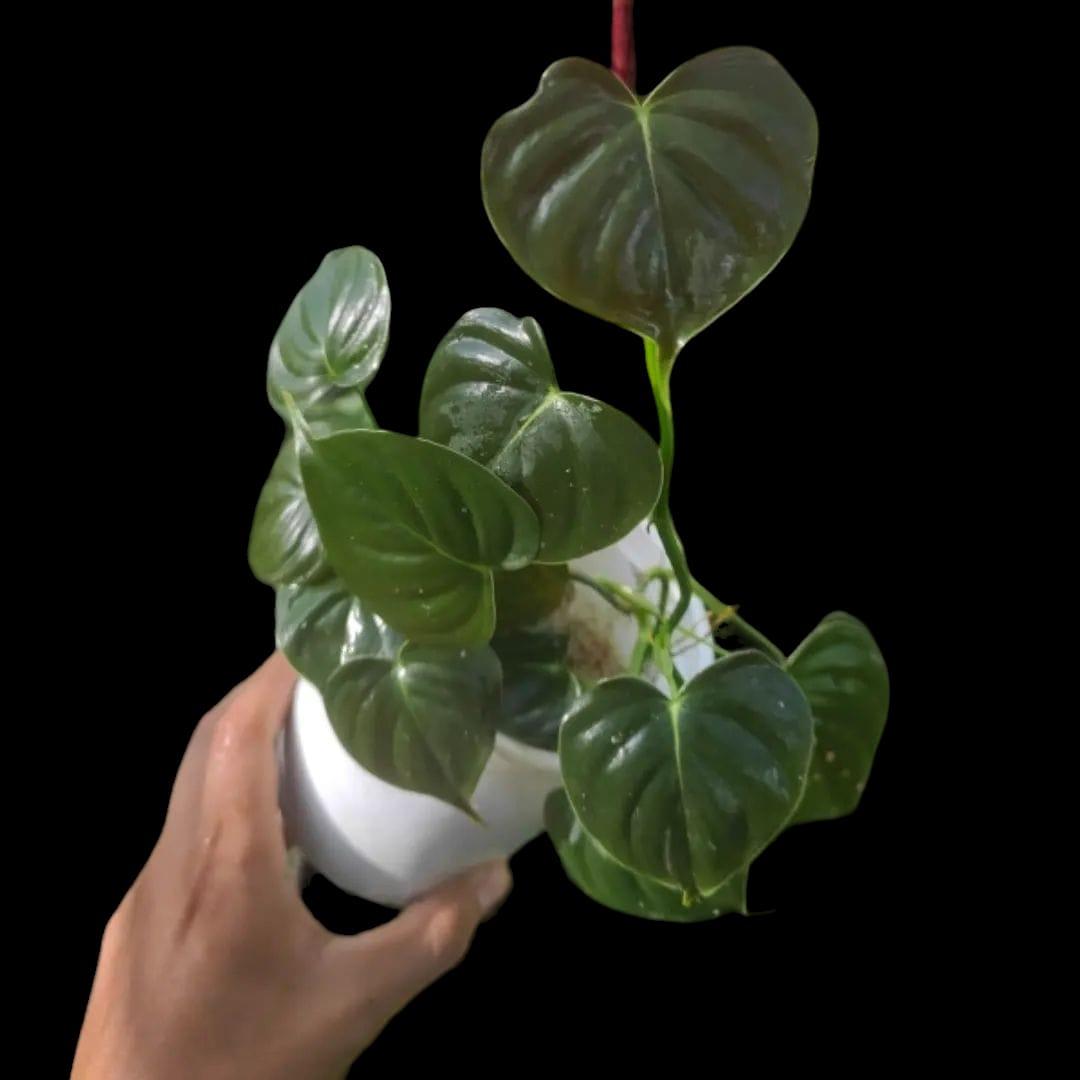 Philodendron lupinum