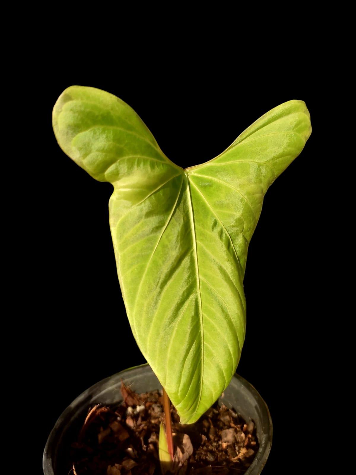 Anthurium sp. 'Tinguense' (EXACT PLANT)