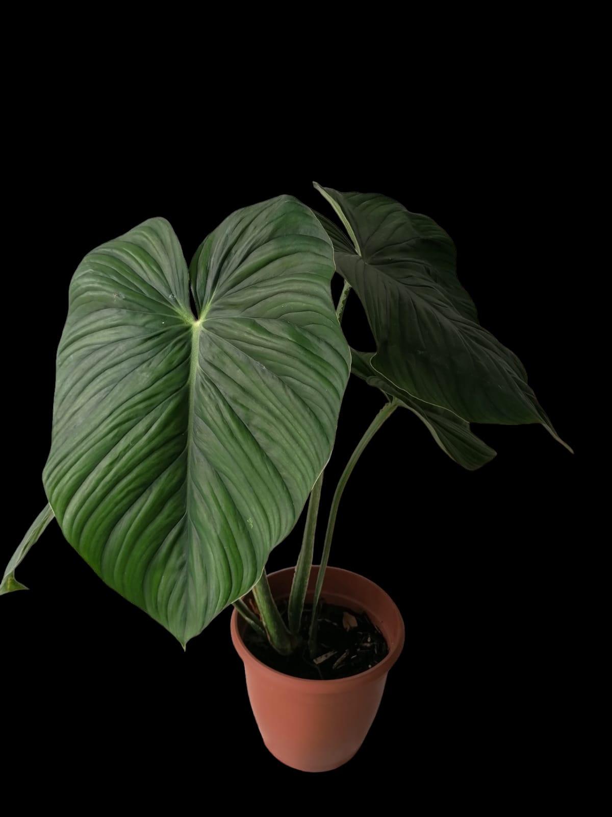 Philodendron Plowmanii Black Face