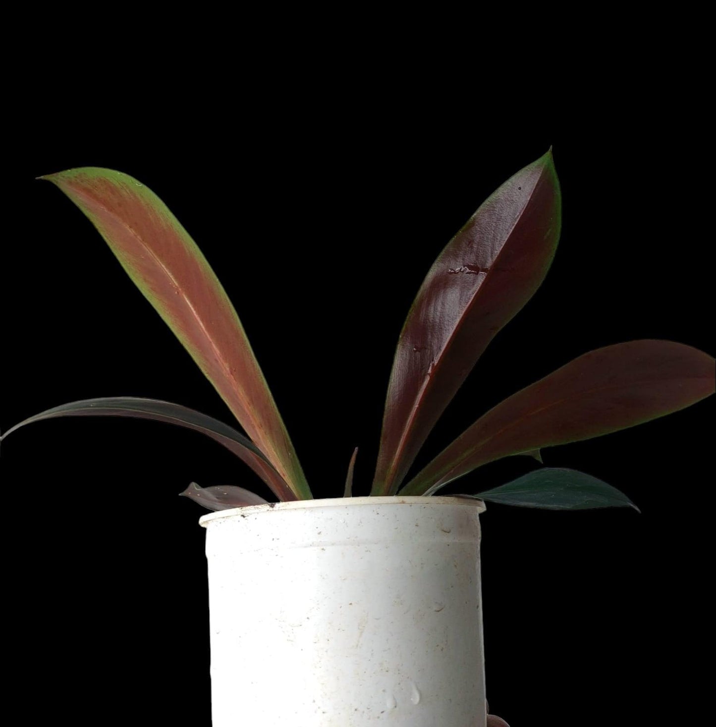 Philodendron Linnaei