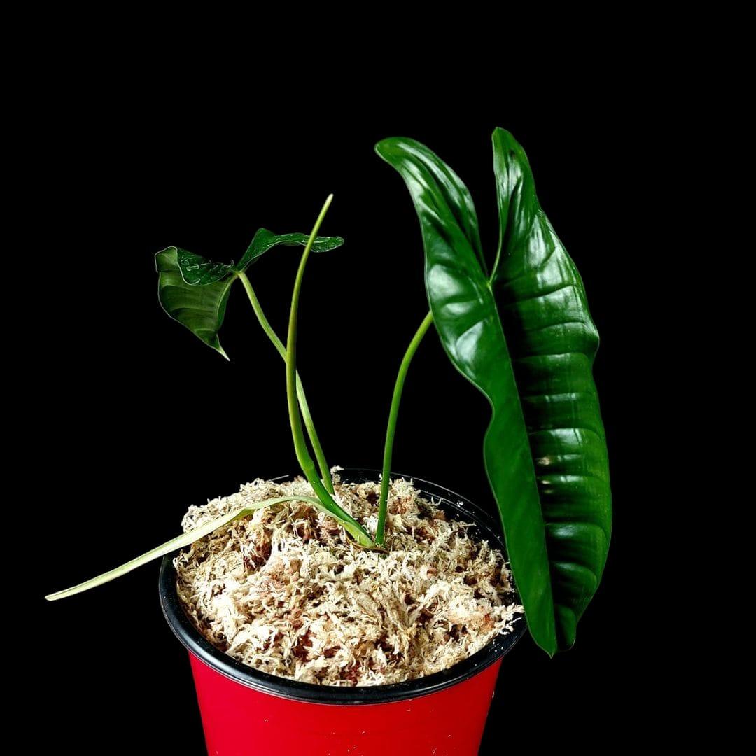 Philodendron Felix (EXACT PLANT)