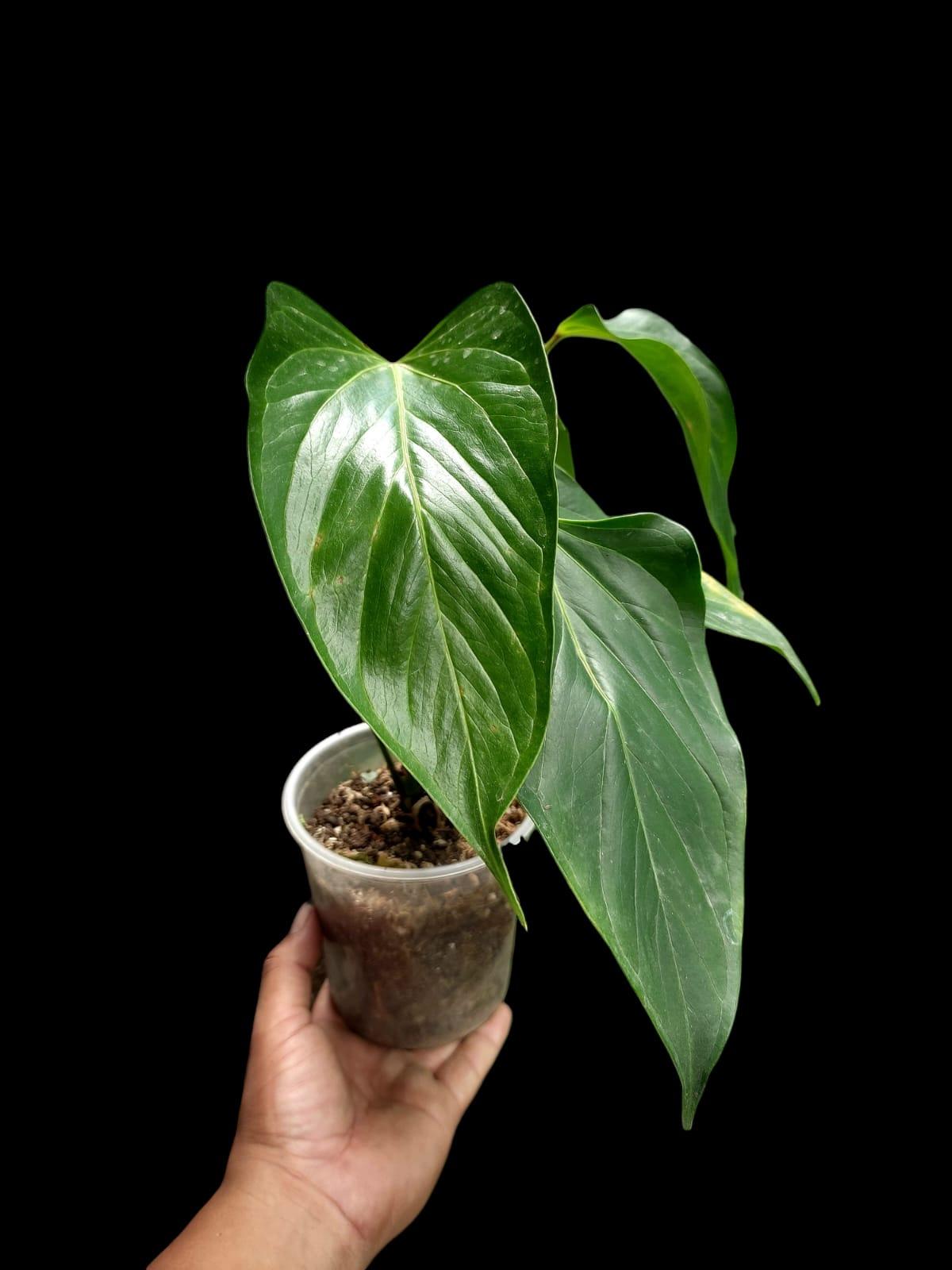 Anthurium sp. 'Deltoide' (EXACT PLANT)