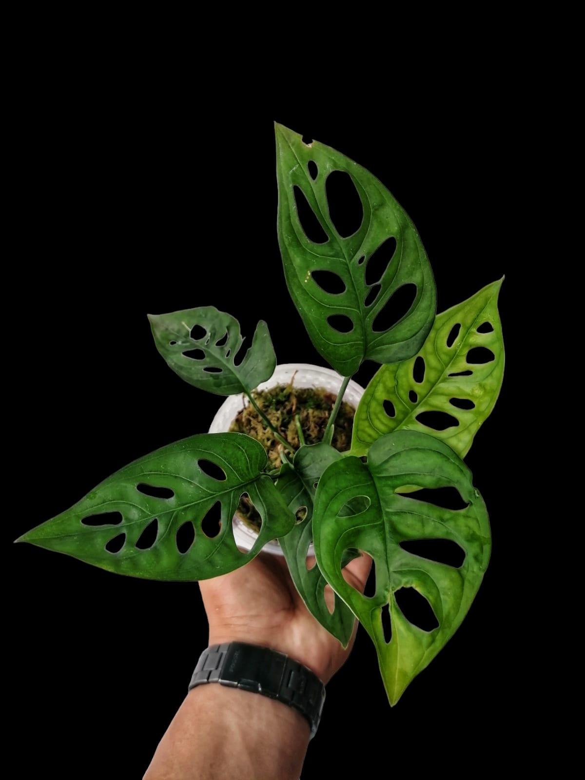 Monstera Adansonii Peru Ecotype