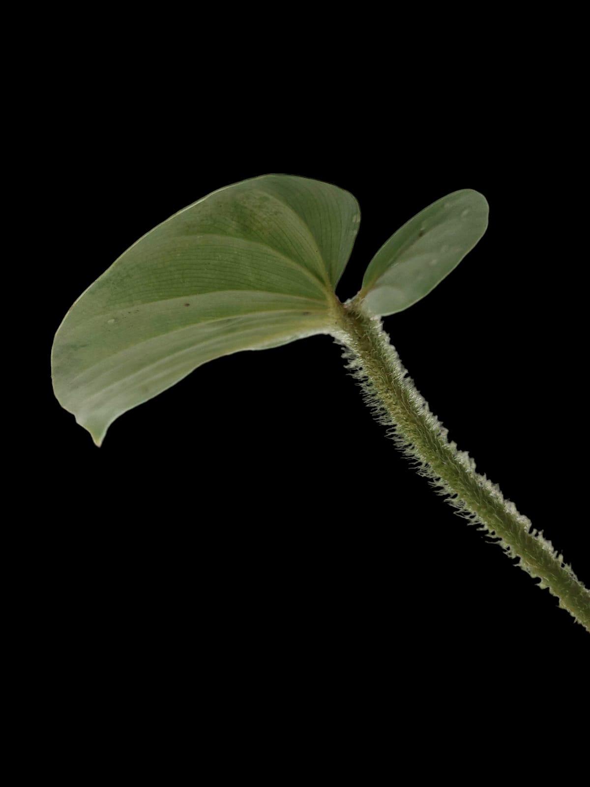 Philodendron serpens