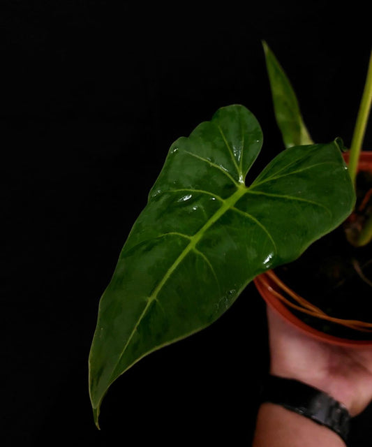 Philodendron Maximum
