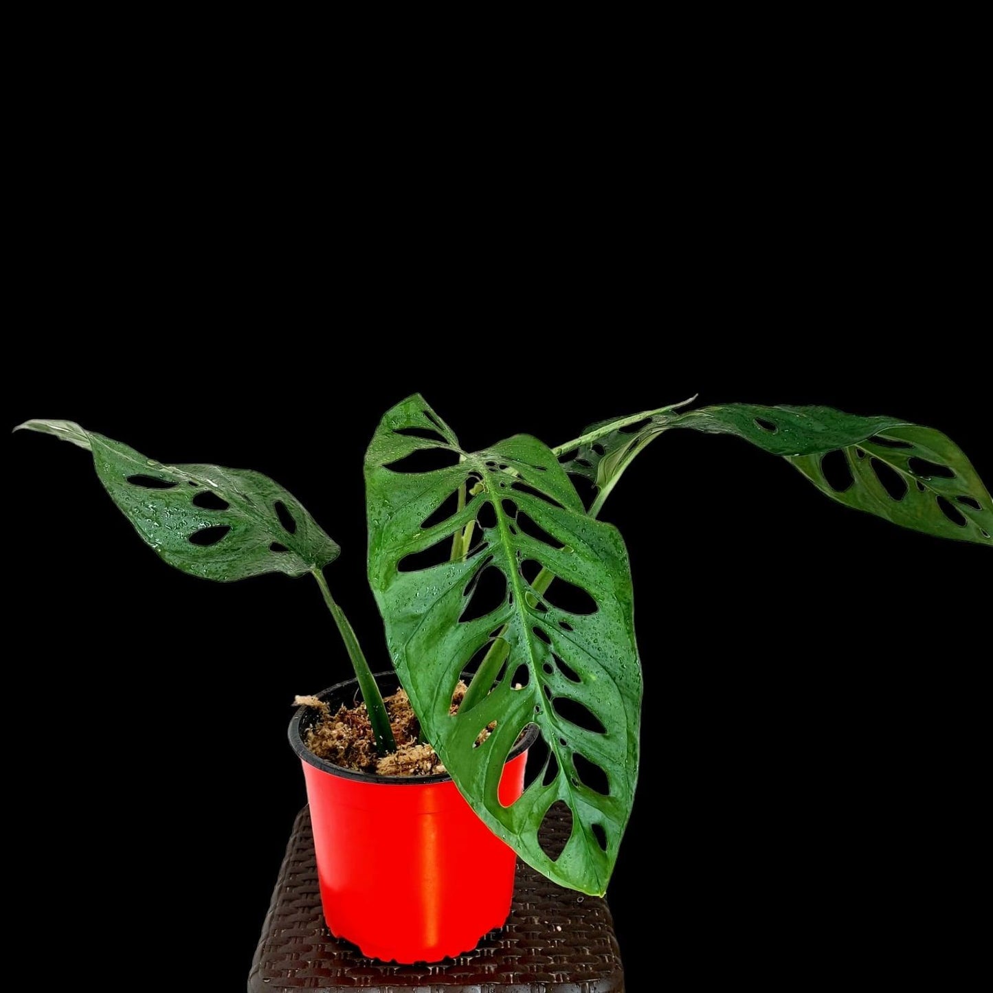 Monstera Esqueleto Peru form