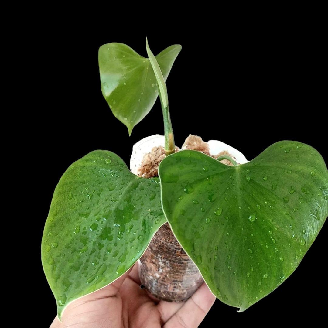 Philodendron Microstictum