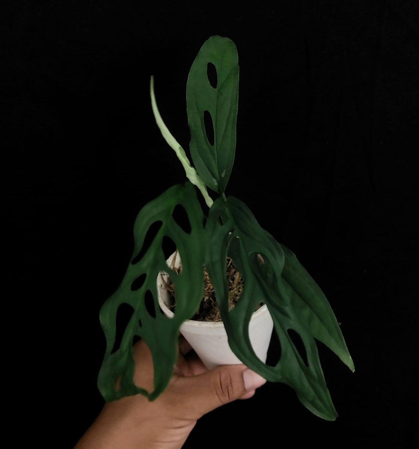 Monstera Obliqua French Guiana