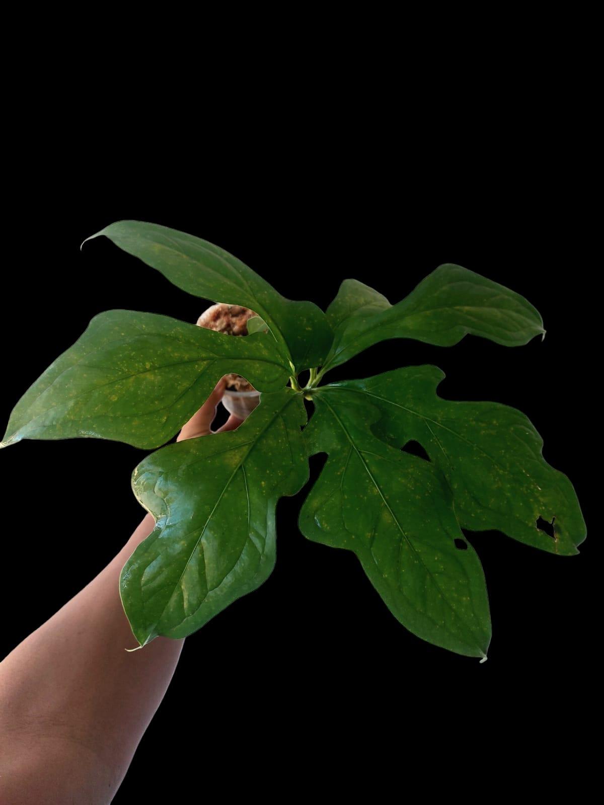 Anthurium Clavigerum