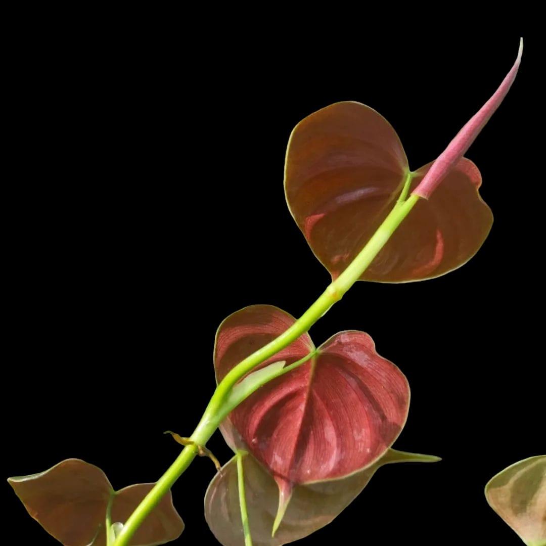 Philodendron lupinum