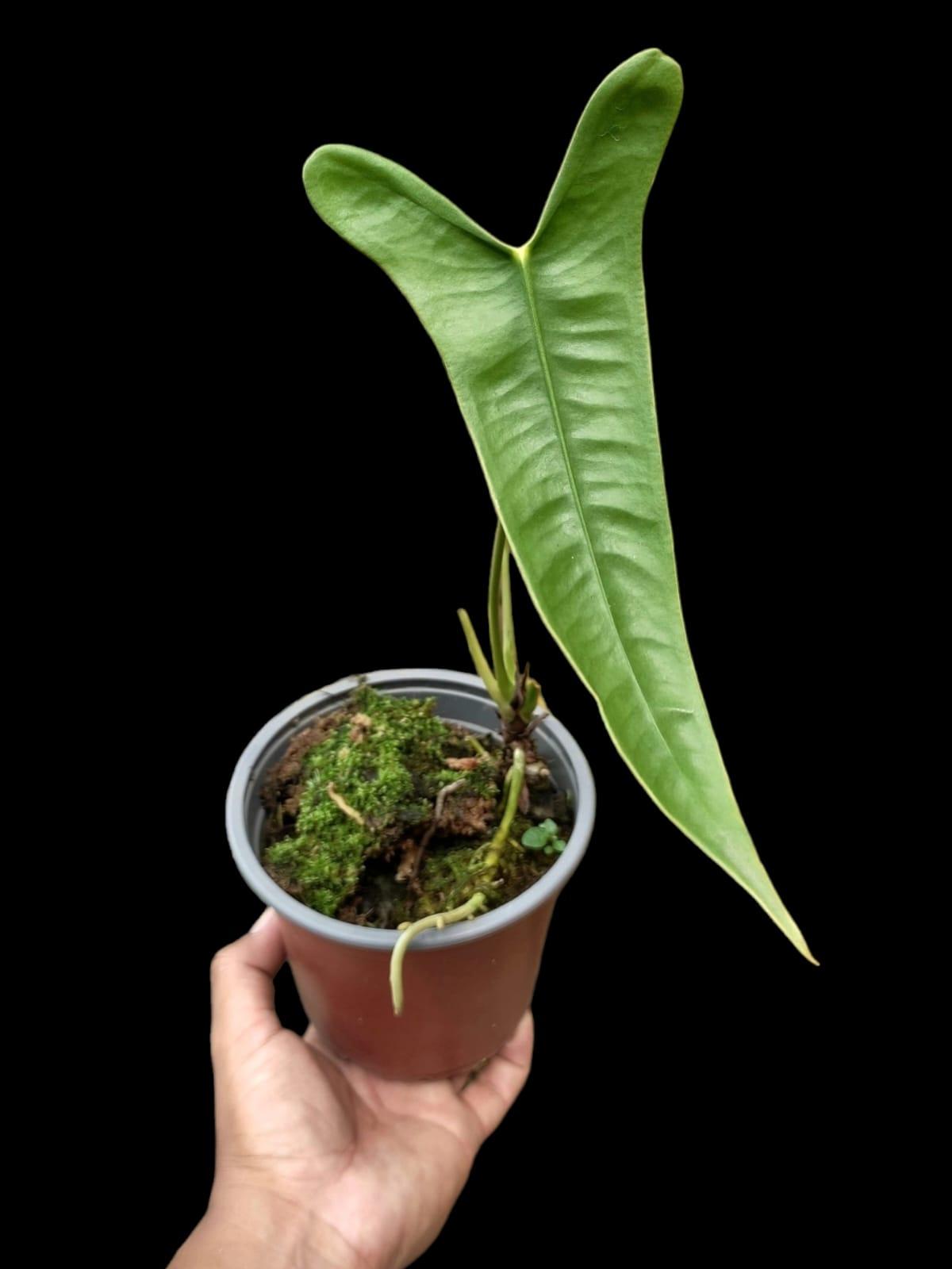 anthurium longissimilobum care Anthurium Longissimilobum (EXACT PLANT)