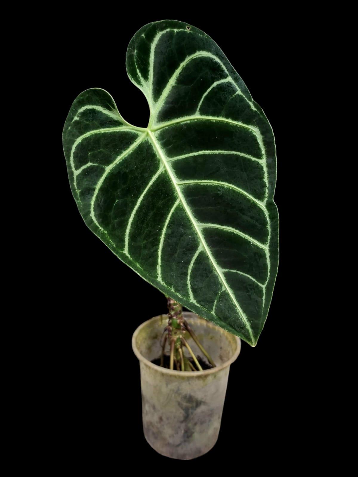 Anthurium Regale Dark (EXACT PLANT)