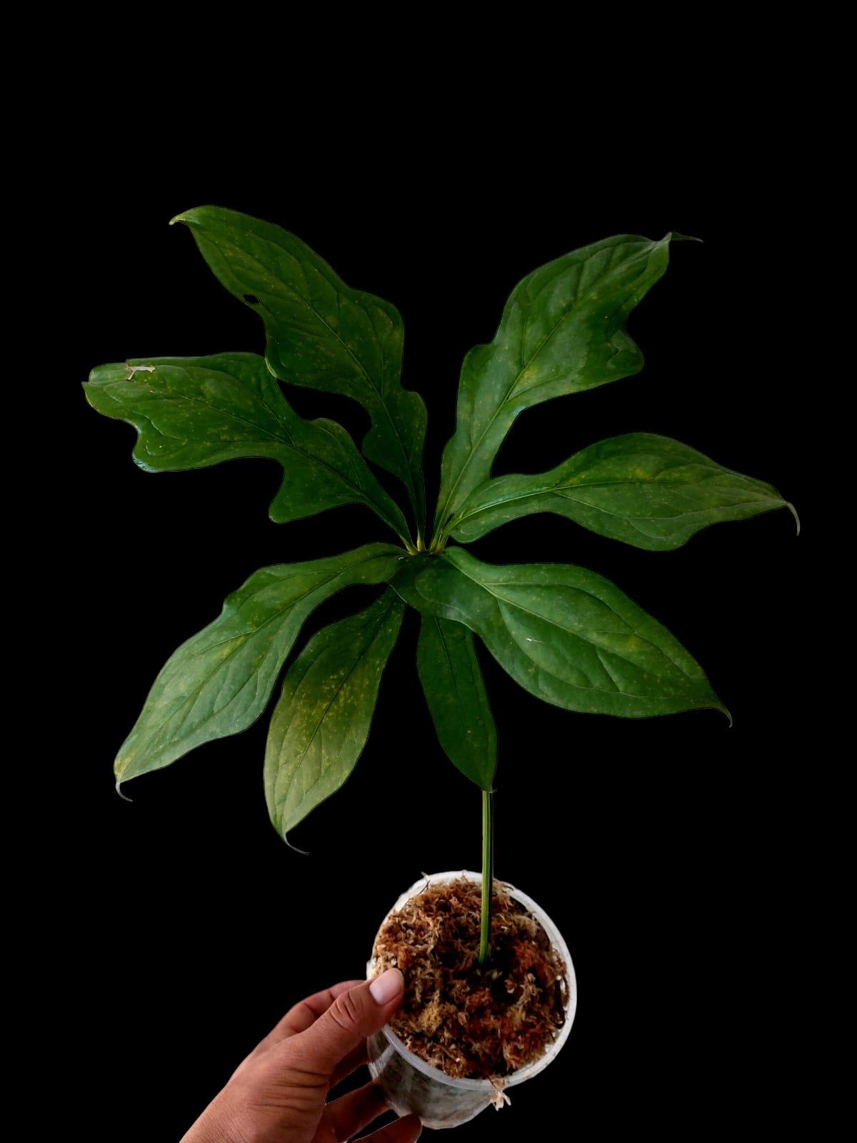 Anthurium Clavigerum