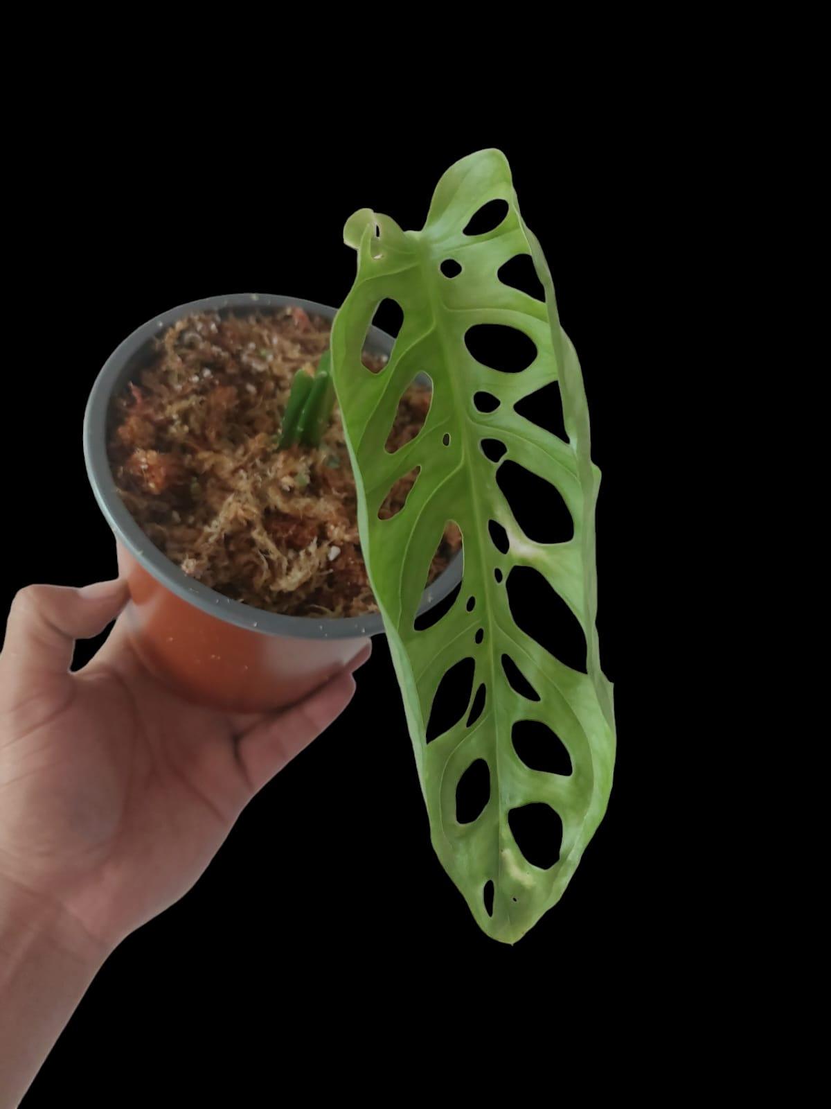 Monstera Esqueleto Peru form