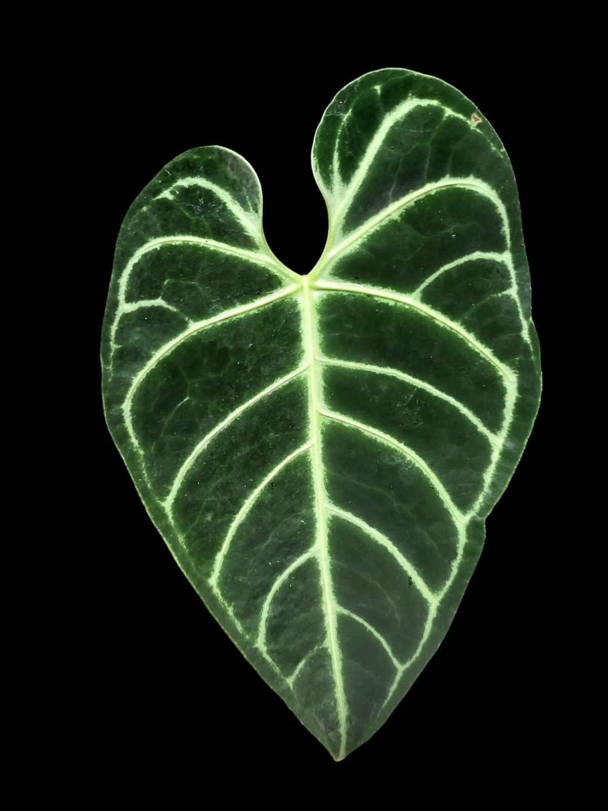 Anthurium Regale Dark (EXACT PLANT)