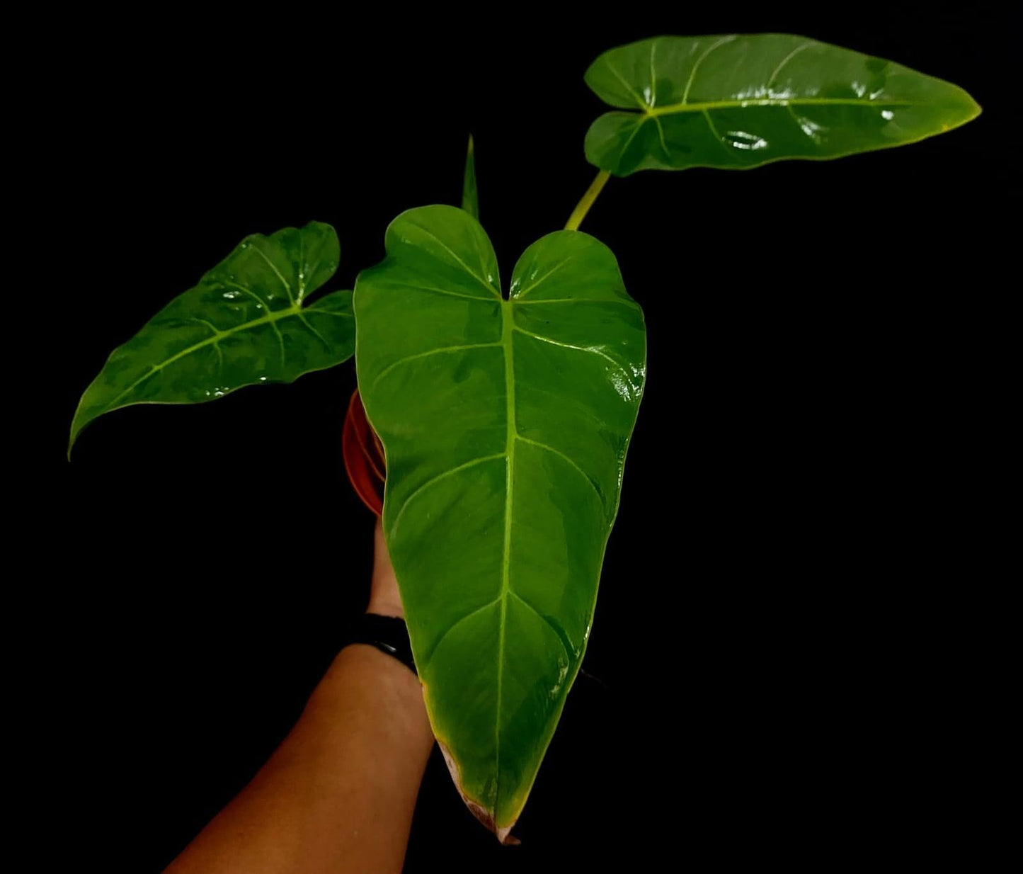 Philodendron Maximum