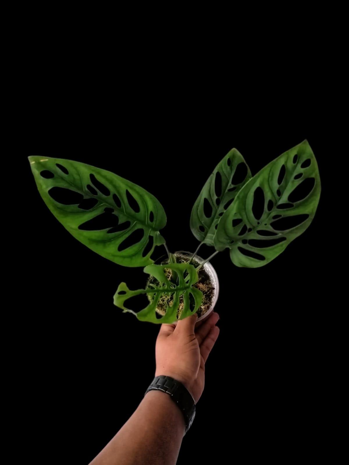 Monstera Adansonii Peru Ecotype