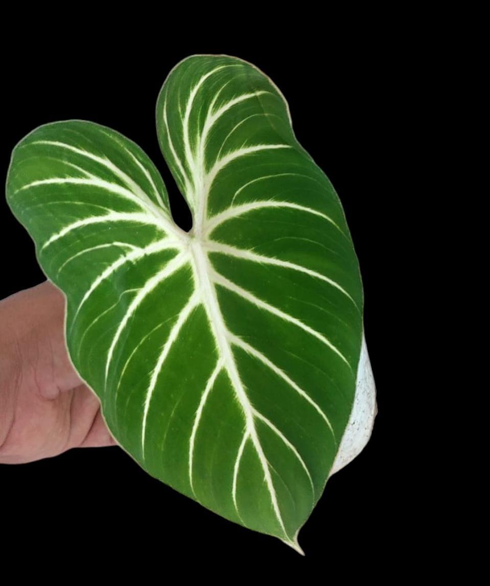 zebra philodendron Philodendron gloriosum 'Zebra'