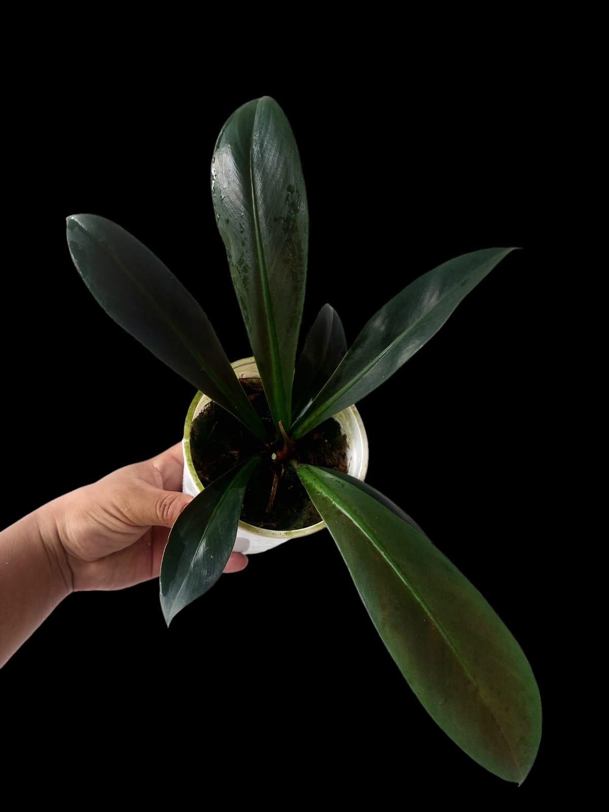 Philodendron Linnaei