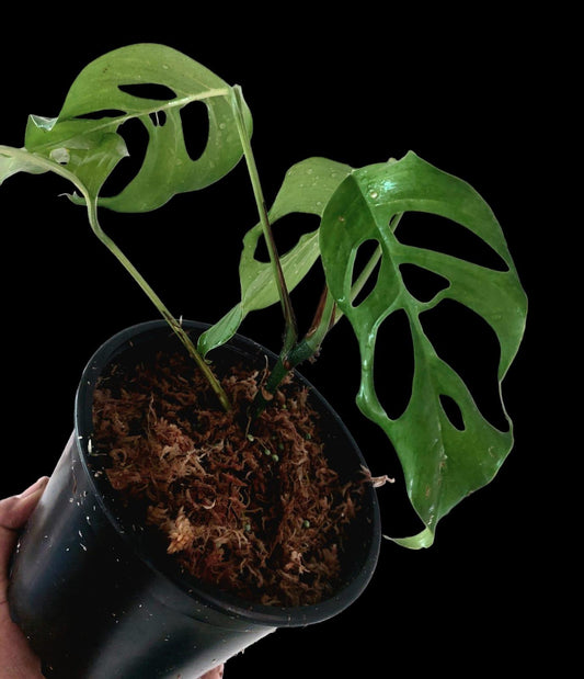 Monstera sp Obliqua Complex Peru