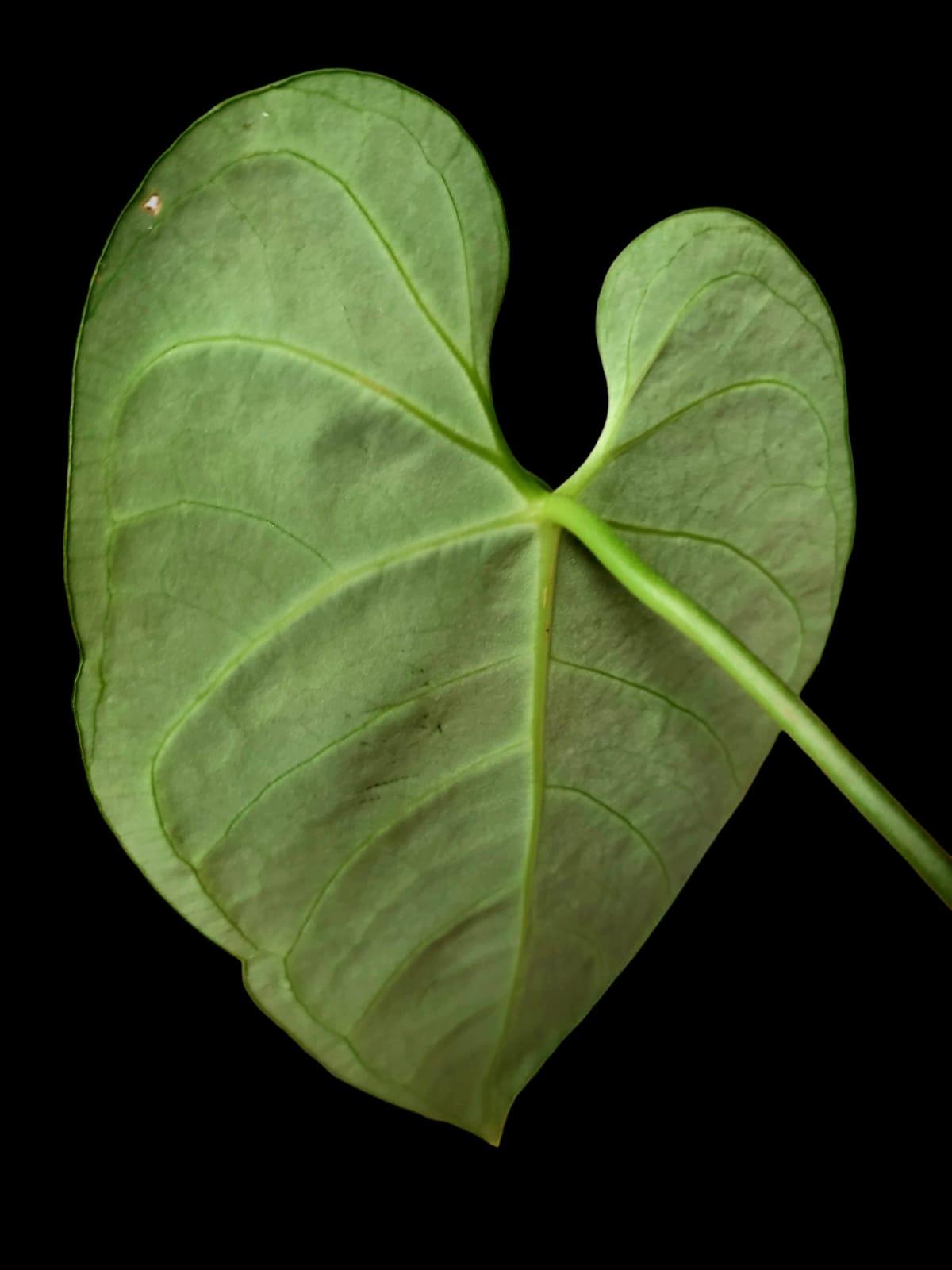 Anthurium Regale Dark (EXACT PLANT)