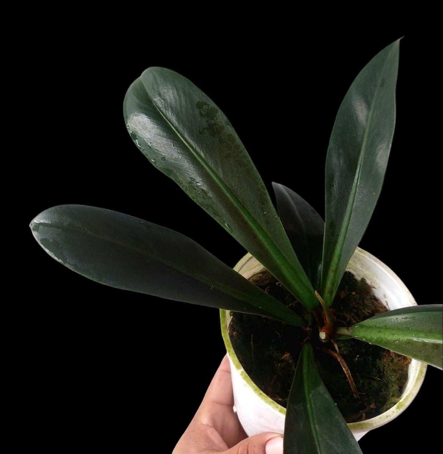 Philodendron Linnaei