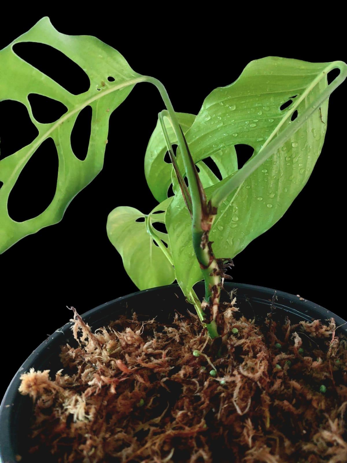 Monstera sp Obliqua Complex Peru