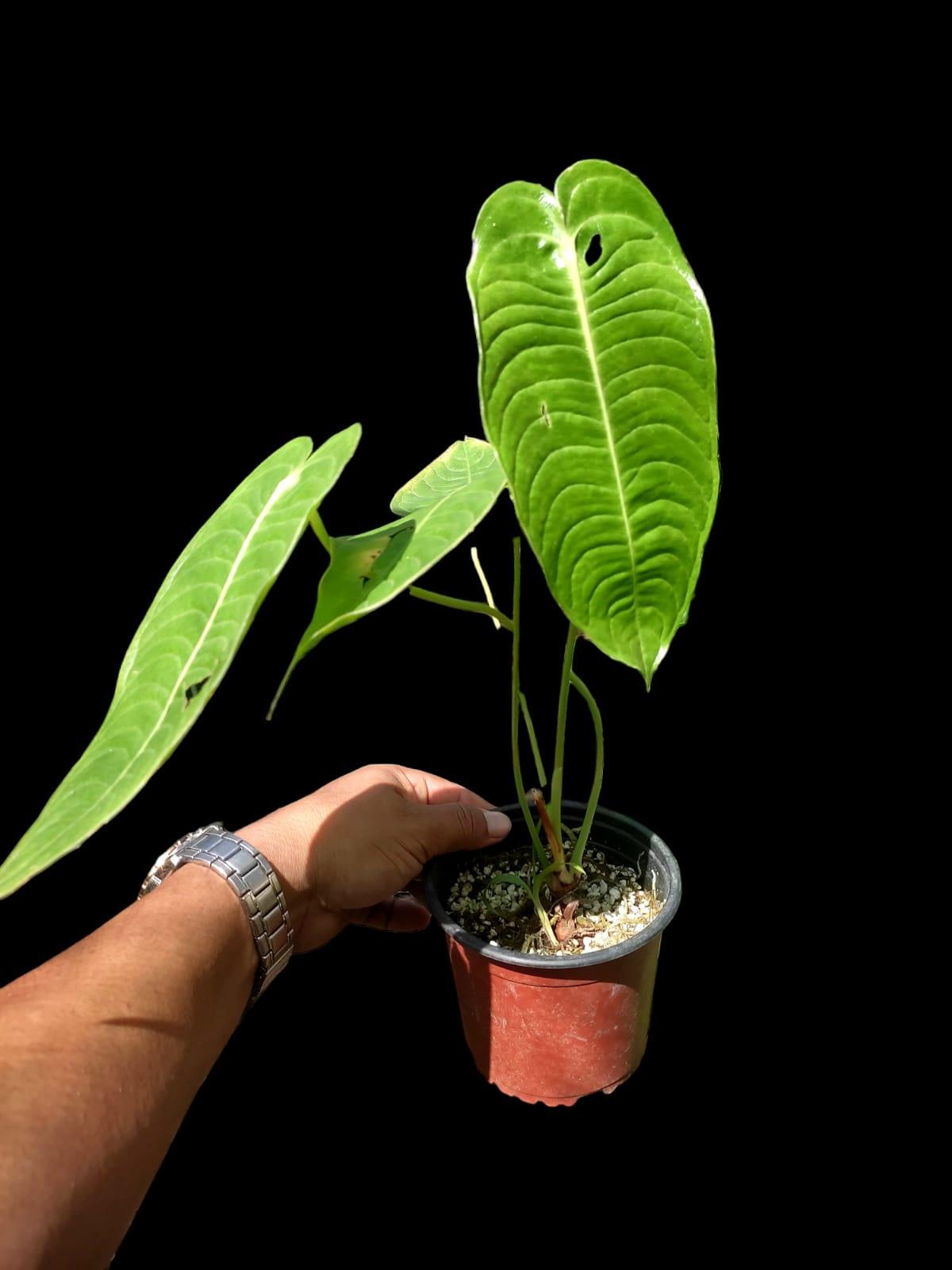 anthurium veitchii buy Anthurium veitchii wide form #3277