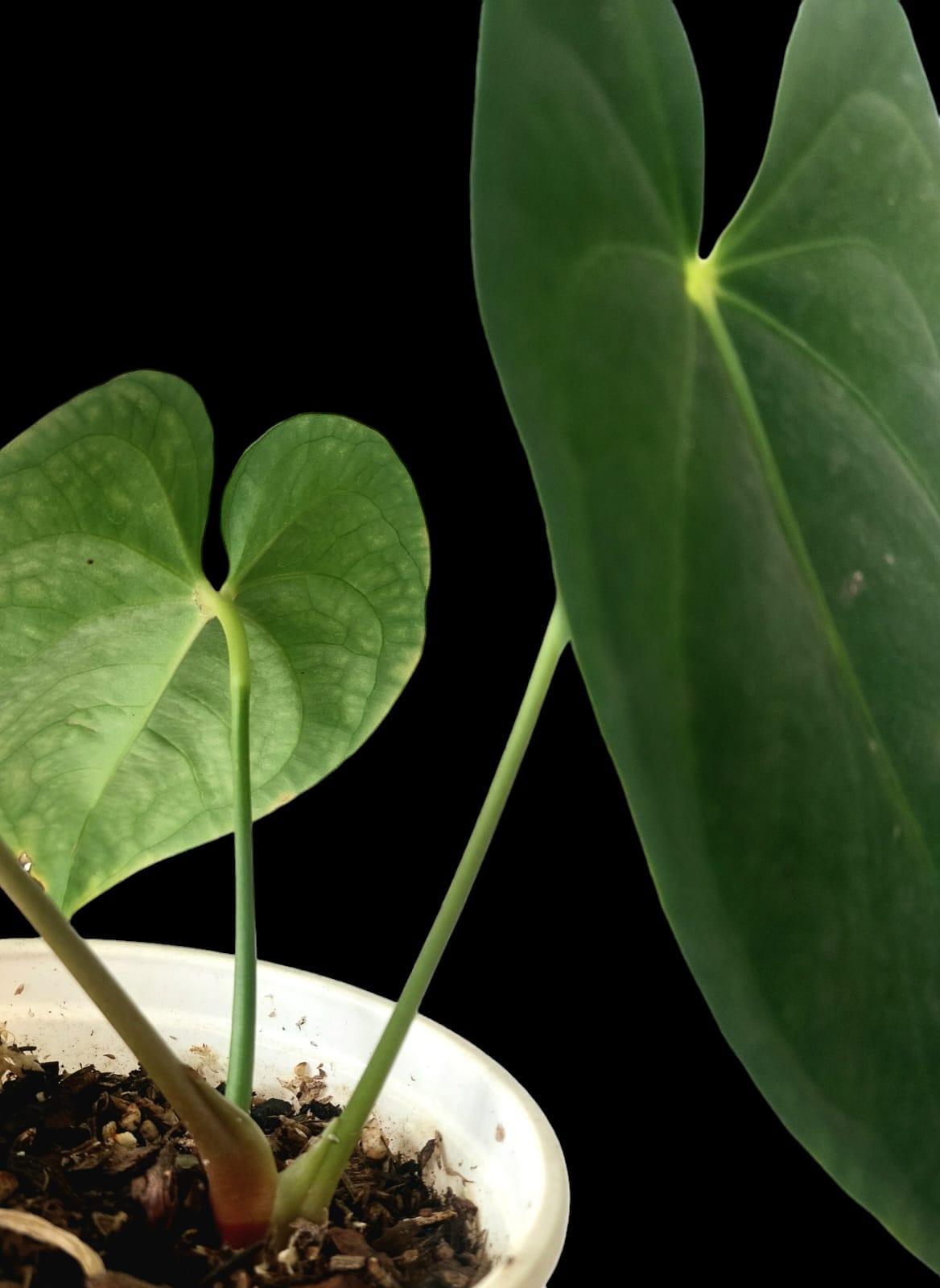 Anthurium Regale Green Form