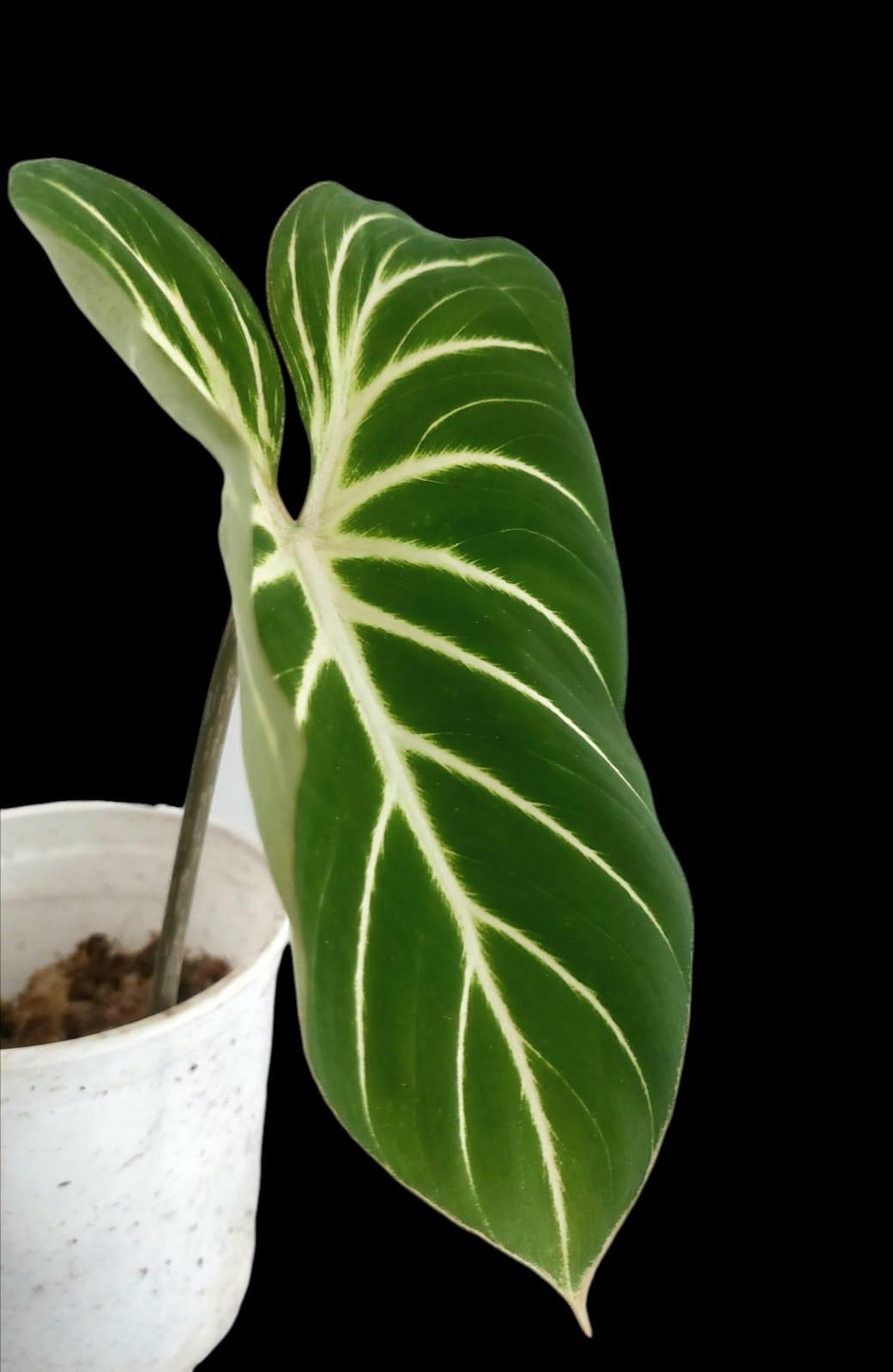 Philodendron Gloriosum Zebra