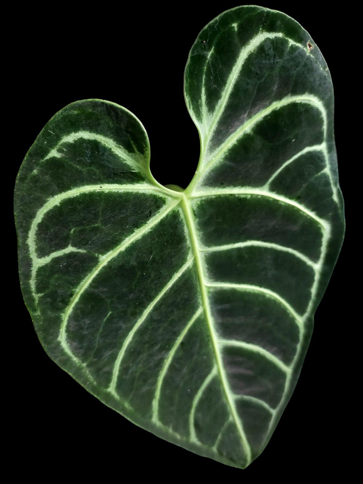 Anthurium Regale Dark (EXACT PLANT)