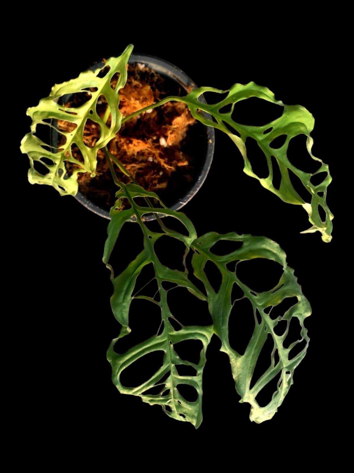 Monstera Obliqua Peru Narrow and Heavily Fenestrated (EXACT PLANT)