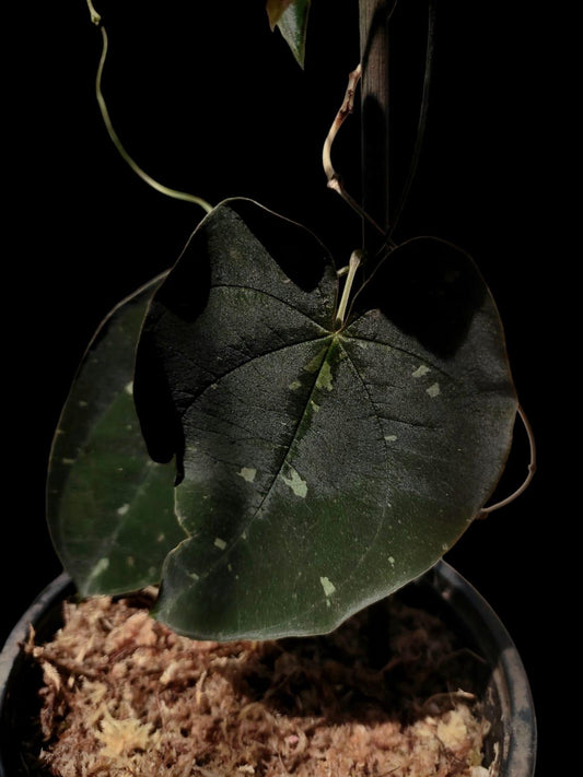 Dioscorea discolor 'Oro Negro' ecotype (EXACT PLANT)