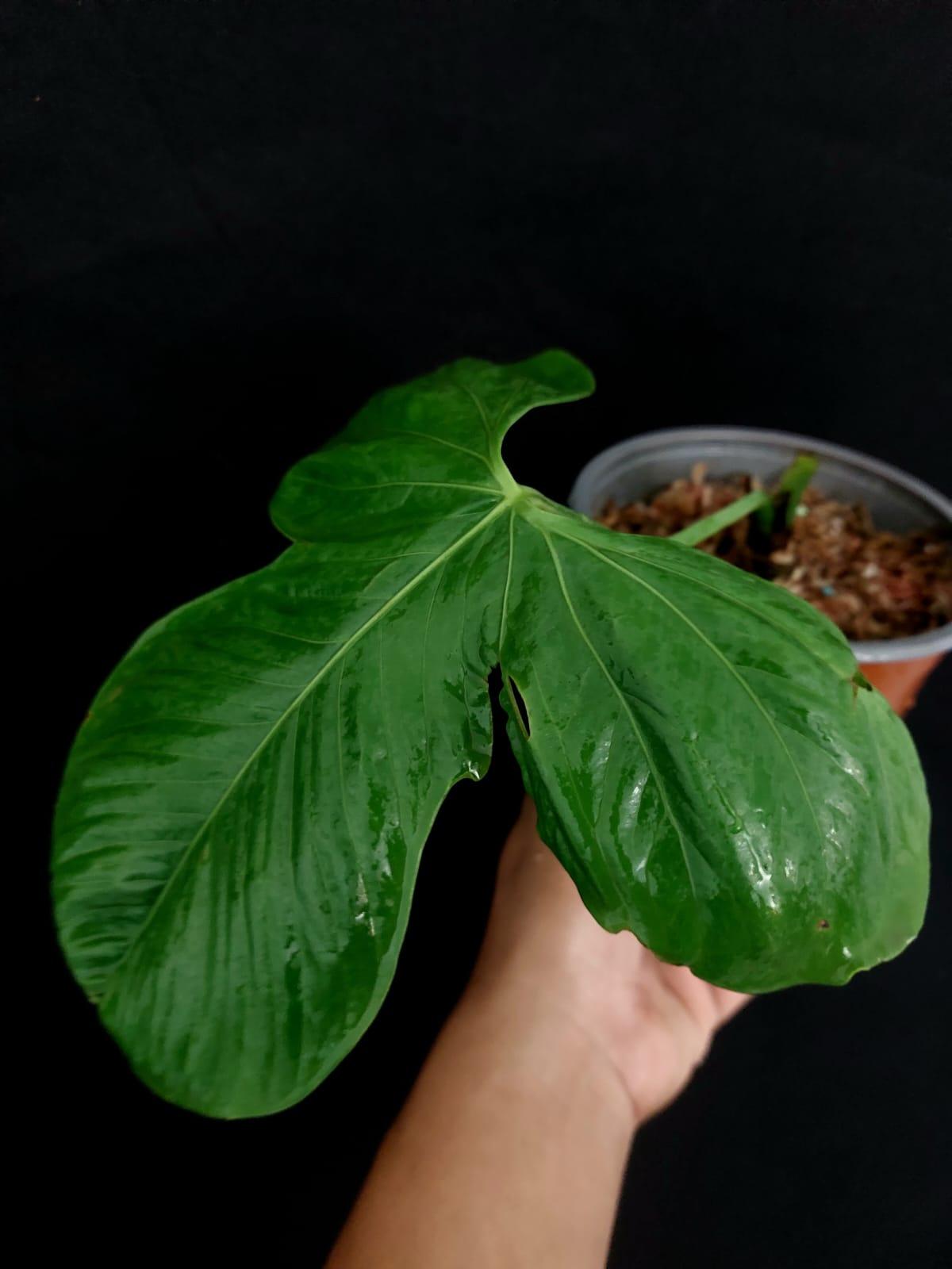 Anthurium sp "Monzon" (EXACT PLANT)