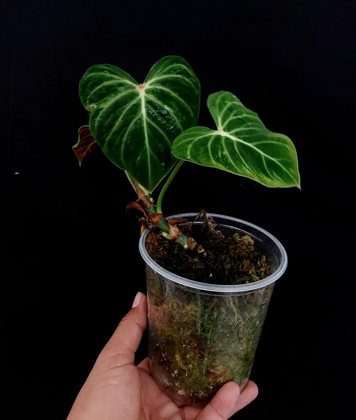 Philodendron Verrucosum Amazon Sunset