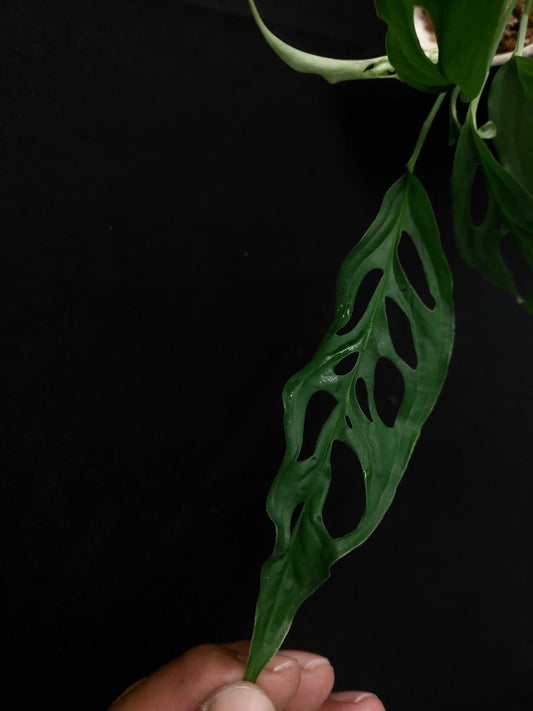 Monstera Obliqua French Guiana