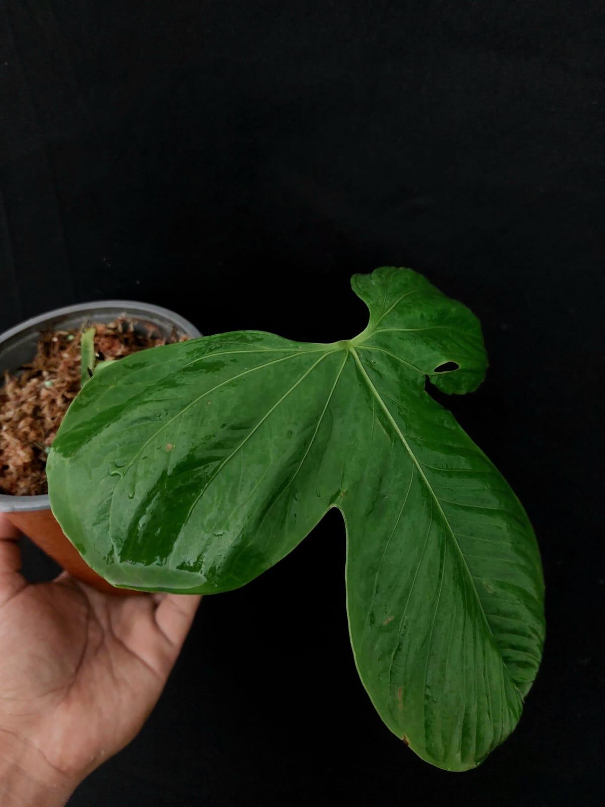 Anthurium sp "Monzon" (EXACT PLANT)