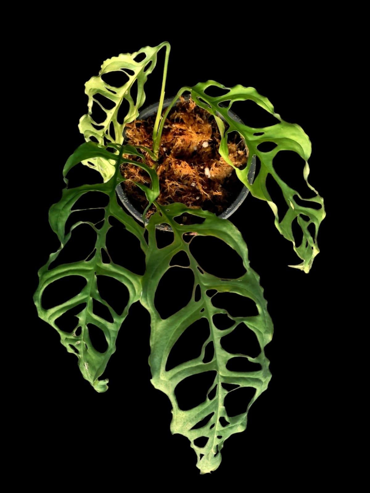 Monstera Obliqua Peru Narrow and Heavily Fenestrated (EXACT PLANT)