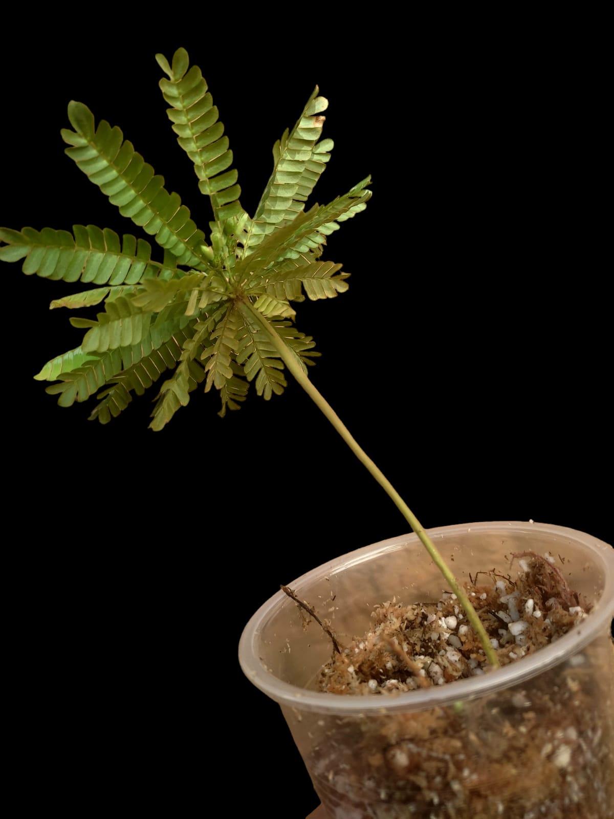 Biophytum Sensitivum Peru ecotype (EXACT PLANT)