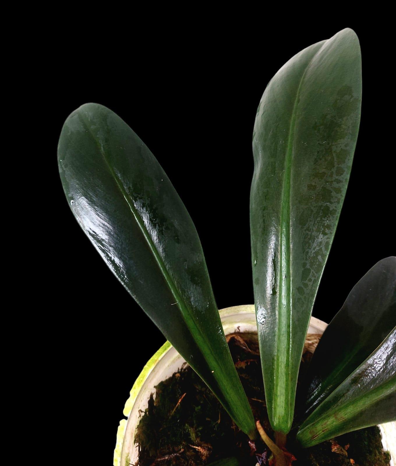 Philodendron Linnaei