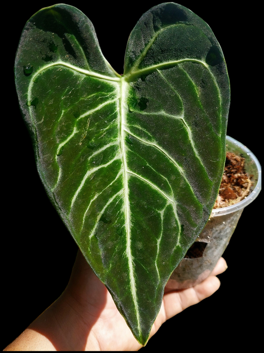 Anthurium sp. 'Amazon Monster Veins'