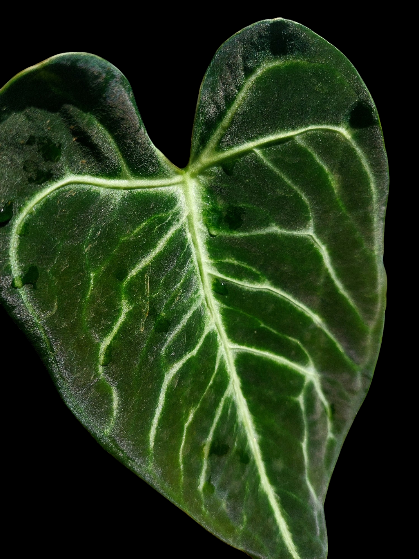 Anthurium sp. 'Amazon Monster Veins'