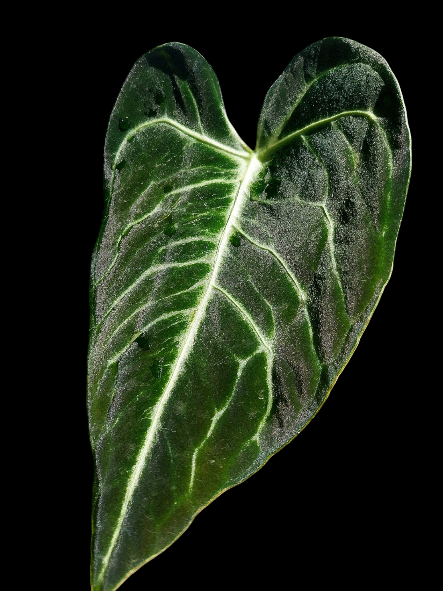 Anthurium sp. 'Amazon Monster Veins'