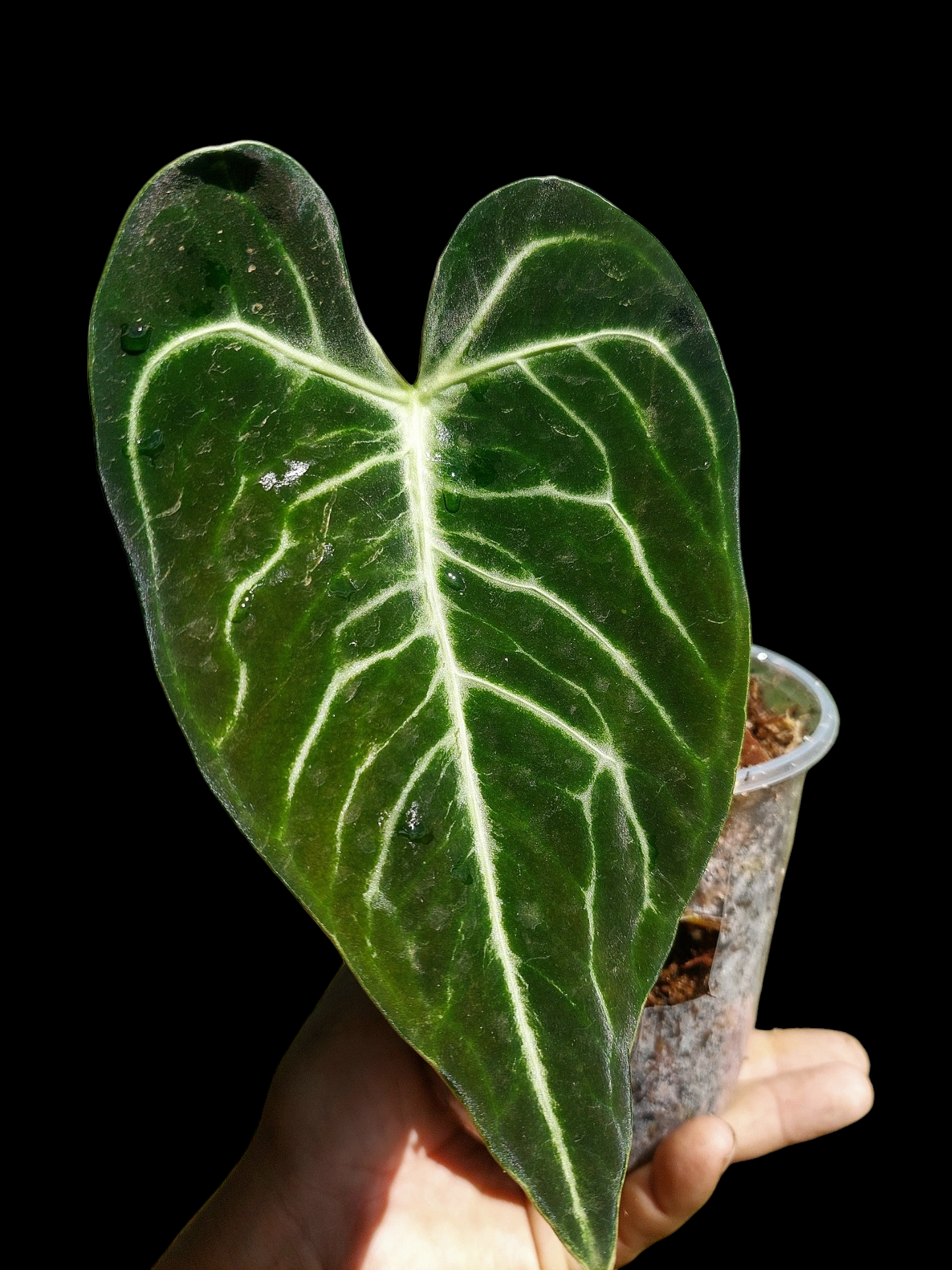 Anthurium sp. 'Amazon Monster Veins'