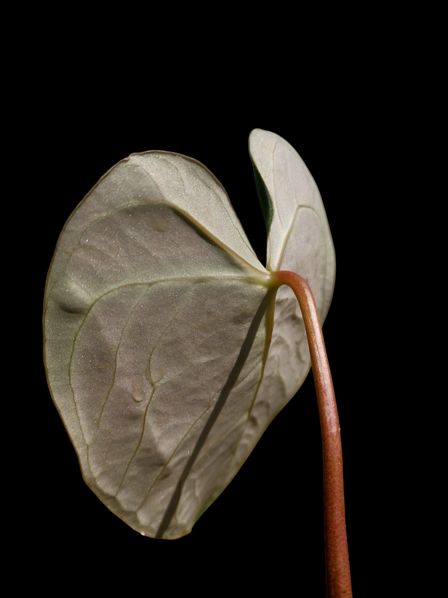 Anthurium sp. 'Amazon Monster Veins'