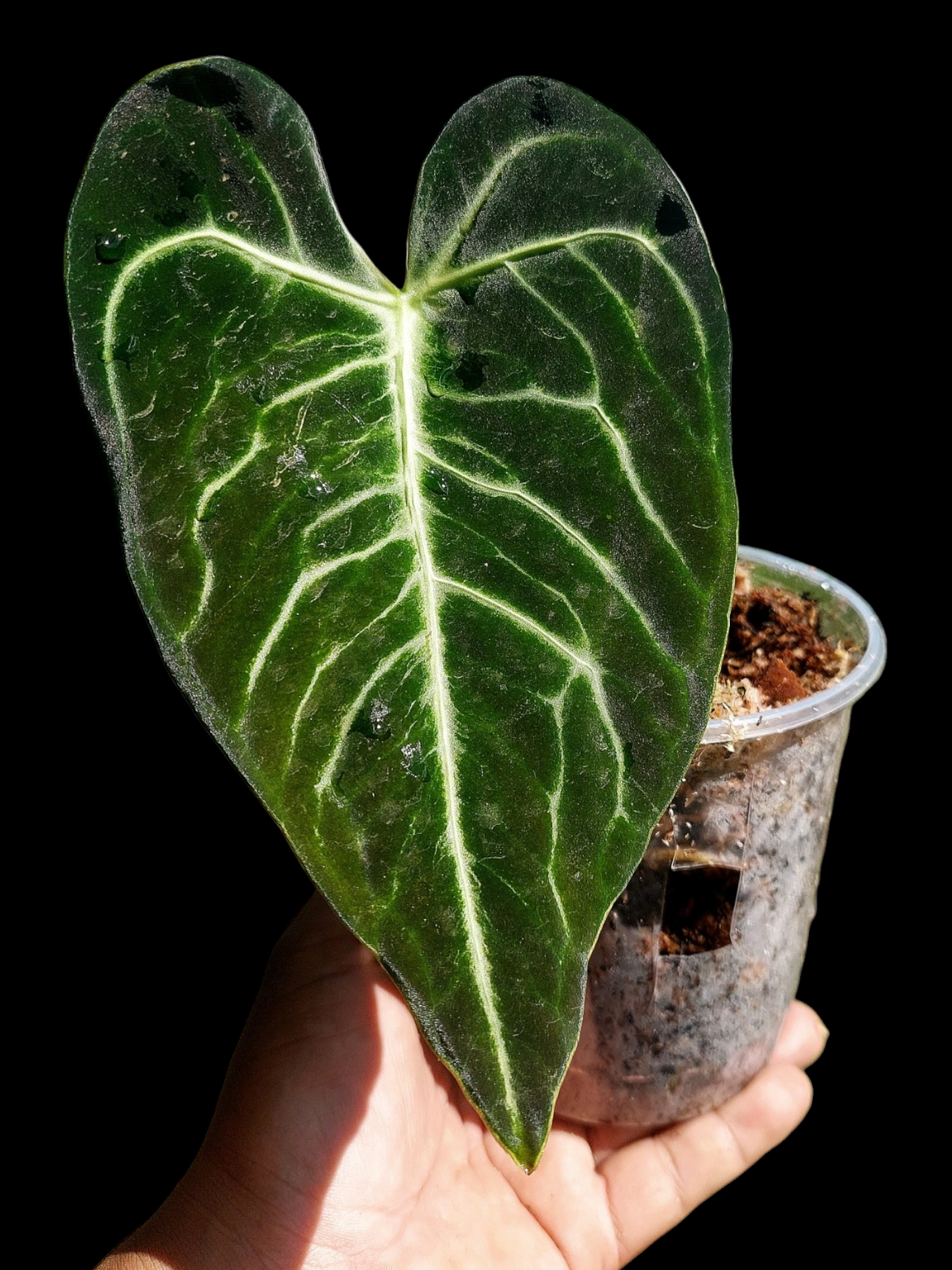 Anthurium sp. 'Amazon Monster Veins'